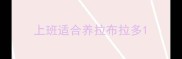 上班适合养拉布拉多