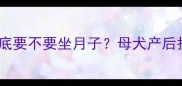 泰迪怀孕后到底要不要坐月子母犬产后护理全攻略