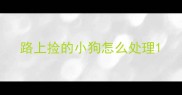 路上捡的小狗怎么处理