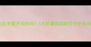 小拉布拉多夏天怕热吗5大防暑指南助你守护毛孩健康