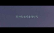 纯种红色哈士奇幼犬