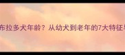 如何判断拉布拉多犬年龄从幼犬到老年的7大特征与饲养指南