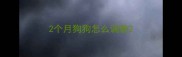 2个月狗狗怎么调教
