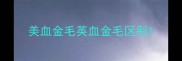 美血金毛英血金毛区别
