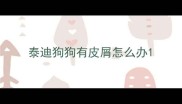 泰迪狗狗有皮屑怎么办