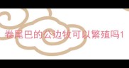卷尾巴的公边牧可以繁殖吗