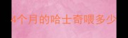 4个月的哈士奇喂多少