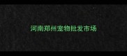 河南郑州宠物批发市场
