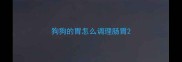 狗狗的胃怎么调理肠胃