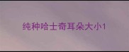 纯种哈士奇耳朵大小