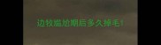 边牧尴尬期后多久掉毛