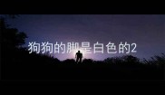狗狗的脚是白色的
