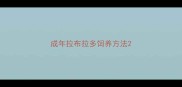 成年拉布拉多饲养方法