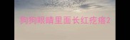 狗狗眼睛里面长红疙瘩