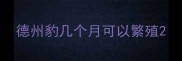 德州豹几个月可以繁殖