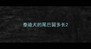 泰迪犬的尾巴留多长