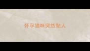 怀孕猫咪突然黏人