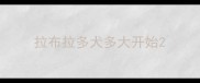拉布拉多犬多大开始