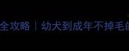 狗狗换毛期全攻略幼犬到成年不掉毛的黄金法则