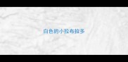 白色的小拉布拉多
