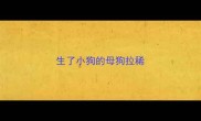 生了小狗的母狗拉稀