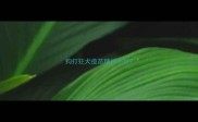 狗打狂犬疫苗精神不好