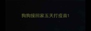 狗狗接回家五天打疫苗