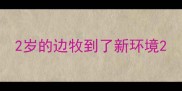 2岁的边牧到了新环境