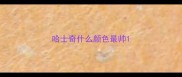 哈士奇什么颜色最帅