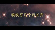 狗狗牙几个月长齐