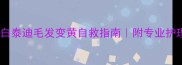 救急白泰迪毛发变黄自救指南附专业护理全流程
