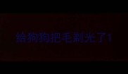 给狗狗把毛剃光了