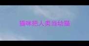 猫咪把人类当幼猫