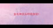 金毛伸舌头呼吸急促