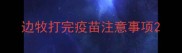 边牧打完疫苗注意事项