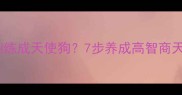 边境牧羊犬如何训练成天使狗7步养成高智商天使犬的权威指南