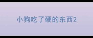 小狗吃了硬的东西