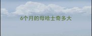 6个月的母哈士奇多大