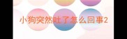 小狗突然吐了怎么回事