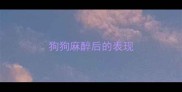 狗狗麻醉后的表现