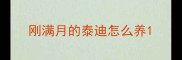 刚满月的泰迪怎么养
