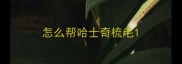 怎么帮哈士奇梳毛