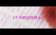 2个月的边牧胆小