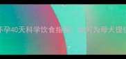 边境牧羊犬怀孕40天科学饮食指南如何为母犬提供全面营养