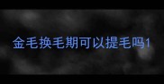 金毛换毛期可以提毛吗