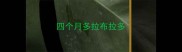 四个月多拉布拉多