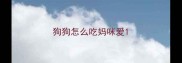 狗狗怎么吃妈咪爱