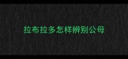 拉布拉多怎样辨别公母