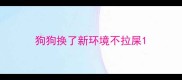 狗狗换了新环境不拉屎