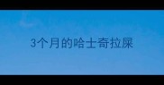 3个月的哈士奇拉屎